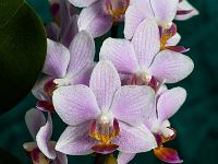 Phalaenopsis zartrosa gestreift